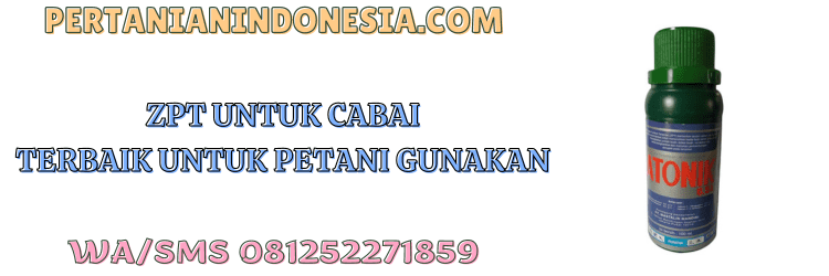 zpt,cabai,zat pengatur tumbuh,petani,budidaya cabai,pertanian indonesia